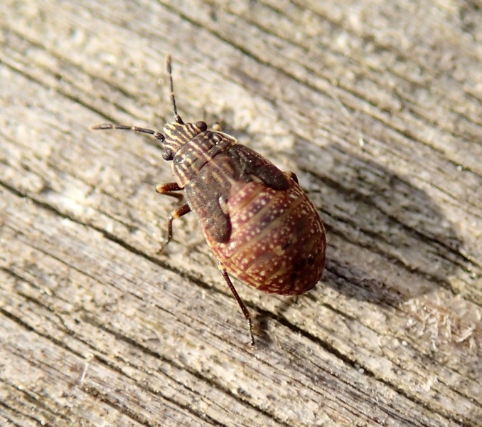 Lygaeidae: ninfa di Nysius sp. del Veneto (TV).
